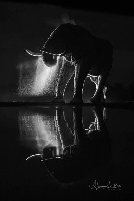 кения Истории ночной саванны... фото превью