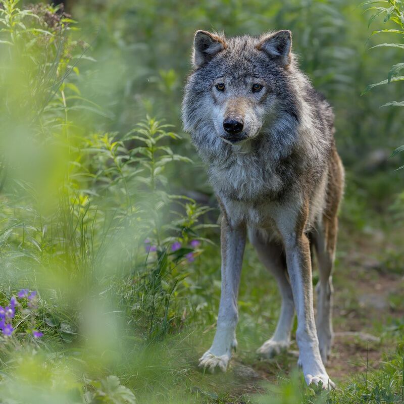 Grey wolf фото превью