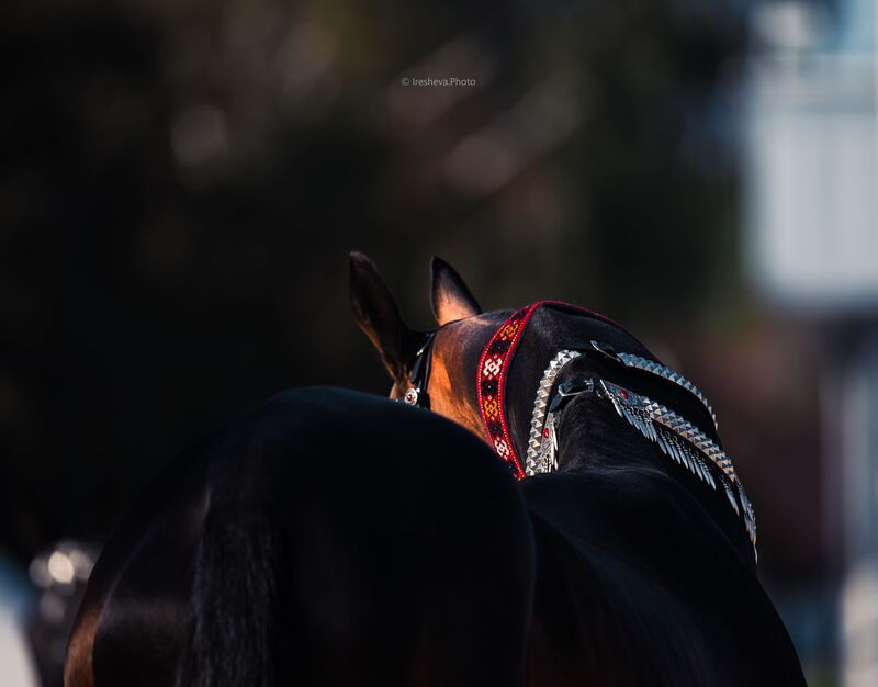 Ахалтекинская порода, Лошадь Традиционные туркменские украшения фото превью