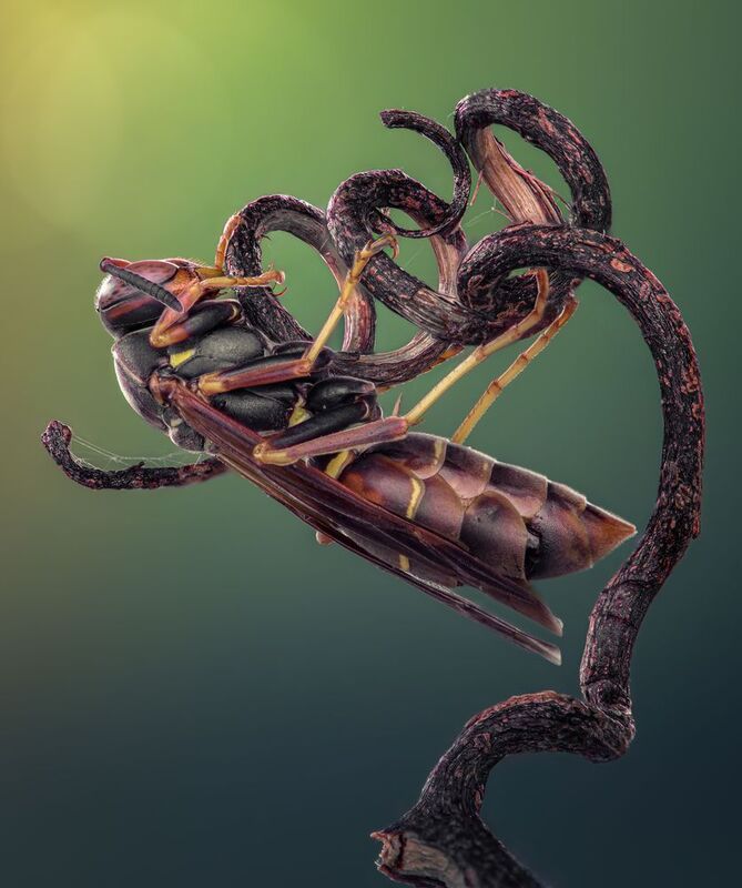 wasp, hornet, bee, sting, macro, insect, bug Coils фото превью