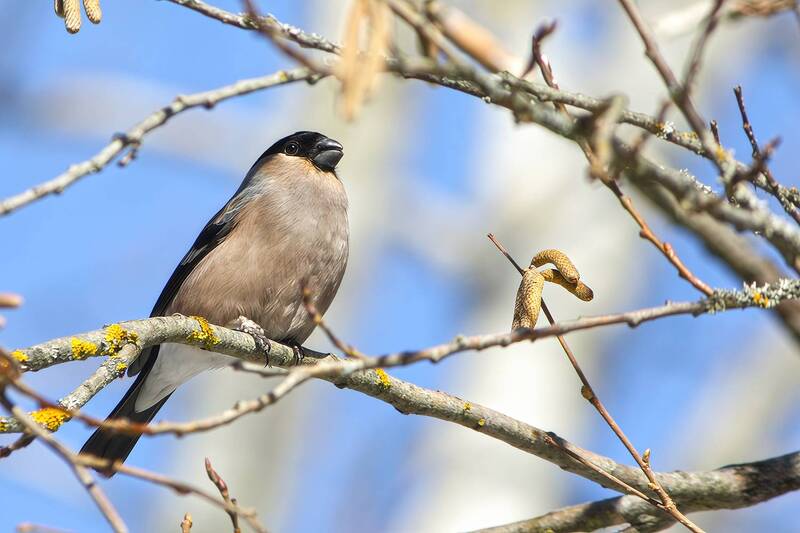 снегирь, обыкновенный снегирь, pyrrhula pyrrhula Снегирь (Pyrrhula pyrrhula) фото превью