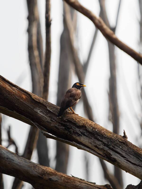 Обыкновенная майна фото превью