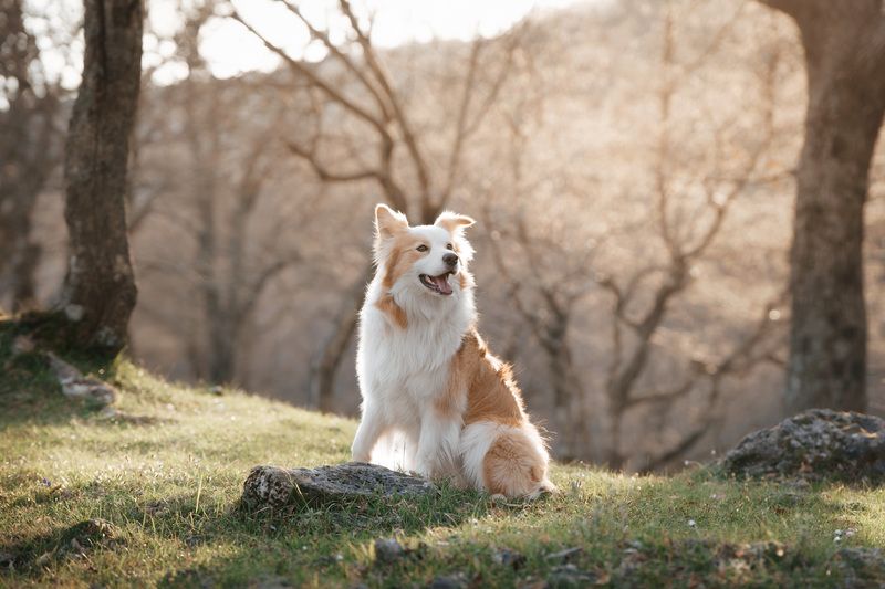 Golden hour фото превью
