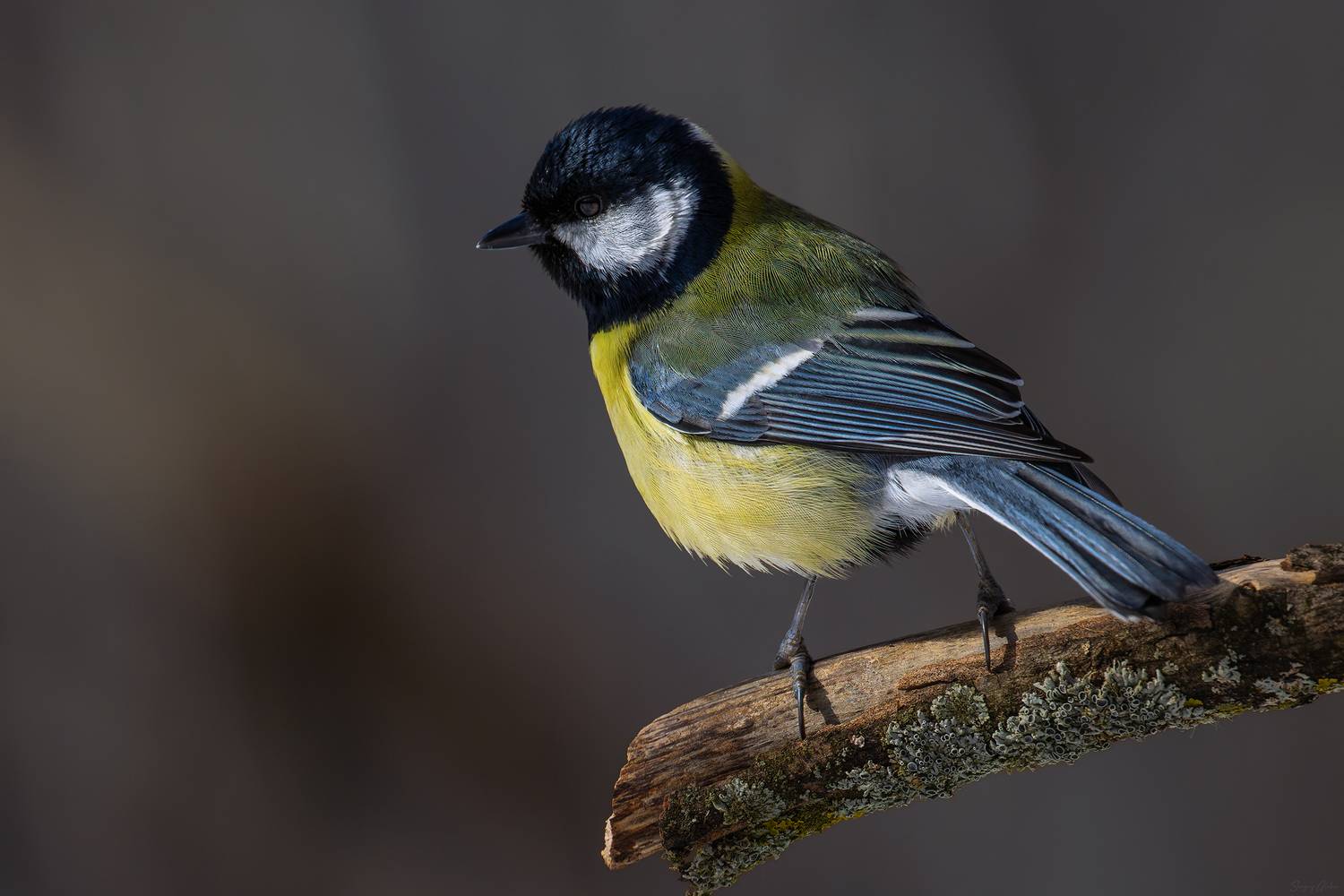 , Глебов Сергей