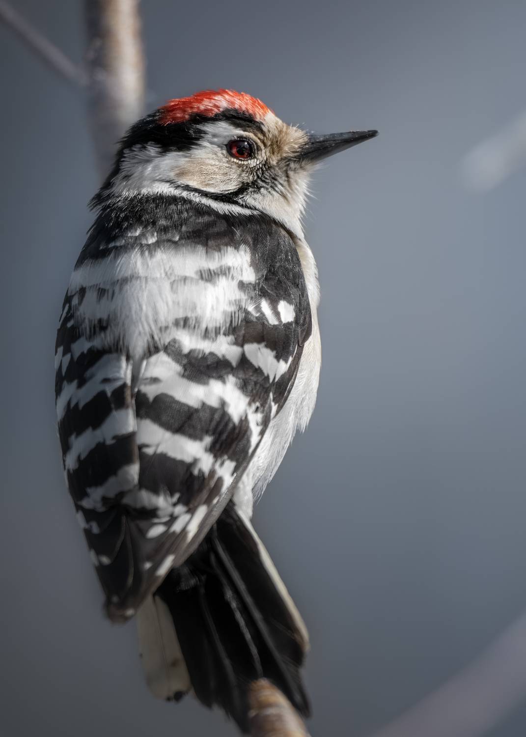 , Полина Шальнева