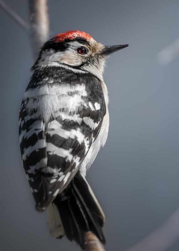 Малый пестрый дятел (лат. Dryobates minor) фото превью
