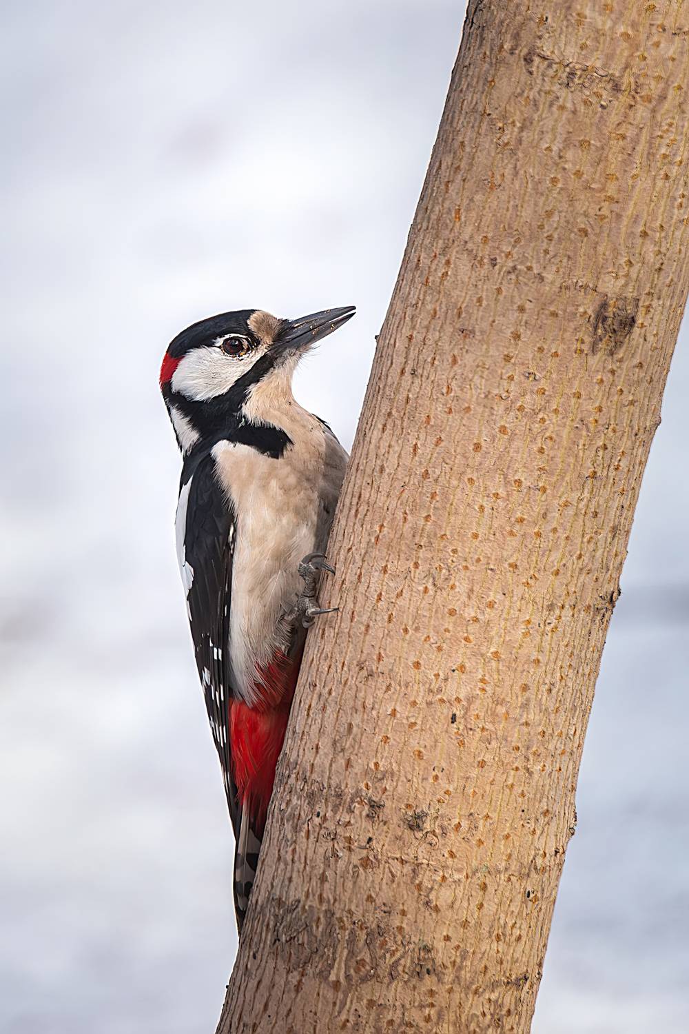 , Корнеев Алексей