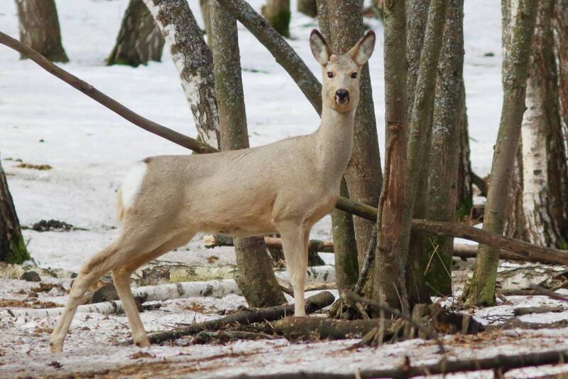 природа дикие животные, млекопитающие, копытные, косуля Впереди весна фото превью