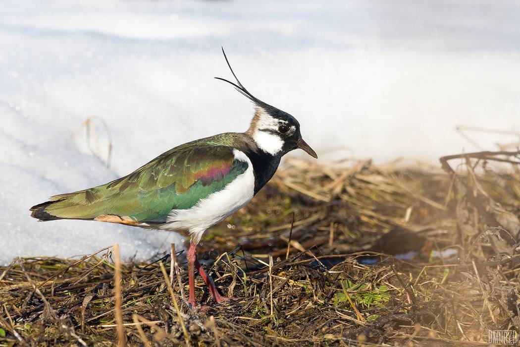 чибис, Дмитрий Доронин