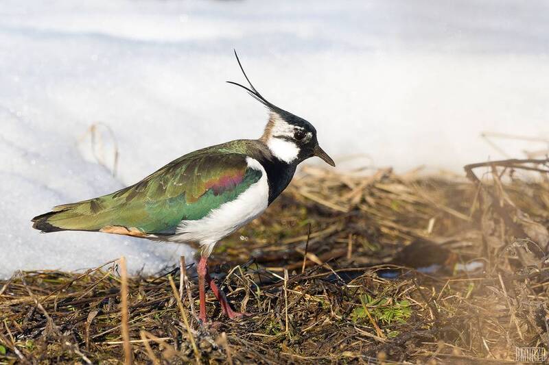 чибис Чибис фото превью