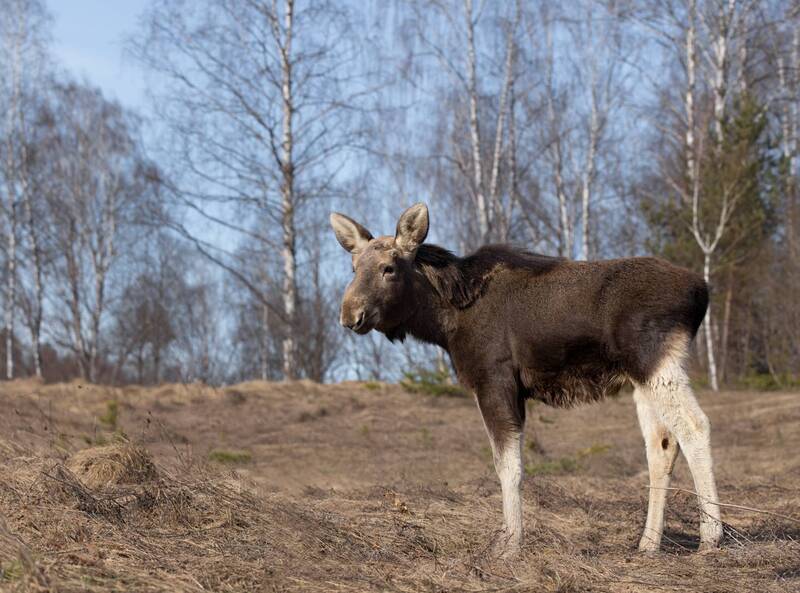 Плюшевые ушки фото превью