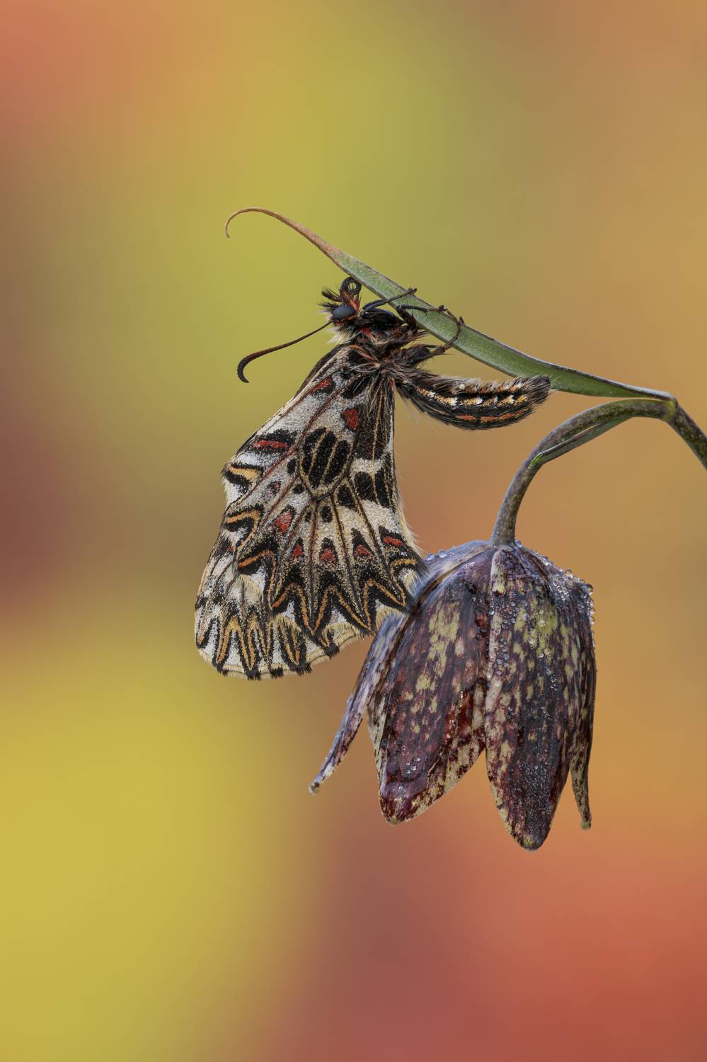 macrophotography, butterfly, bugs, Camilla Zocchi