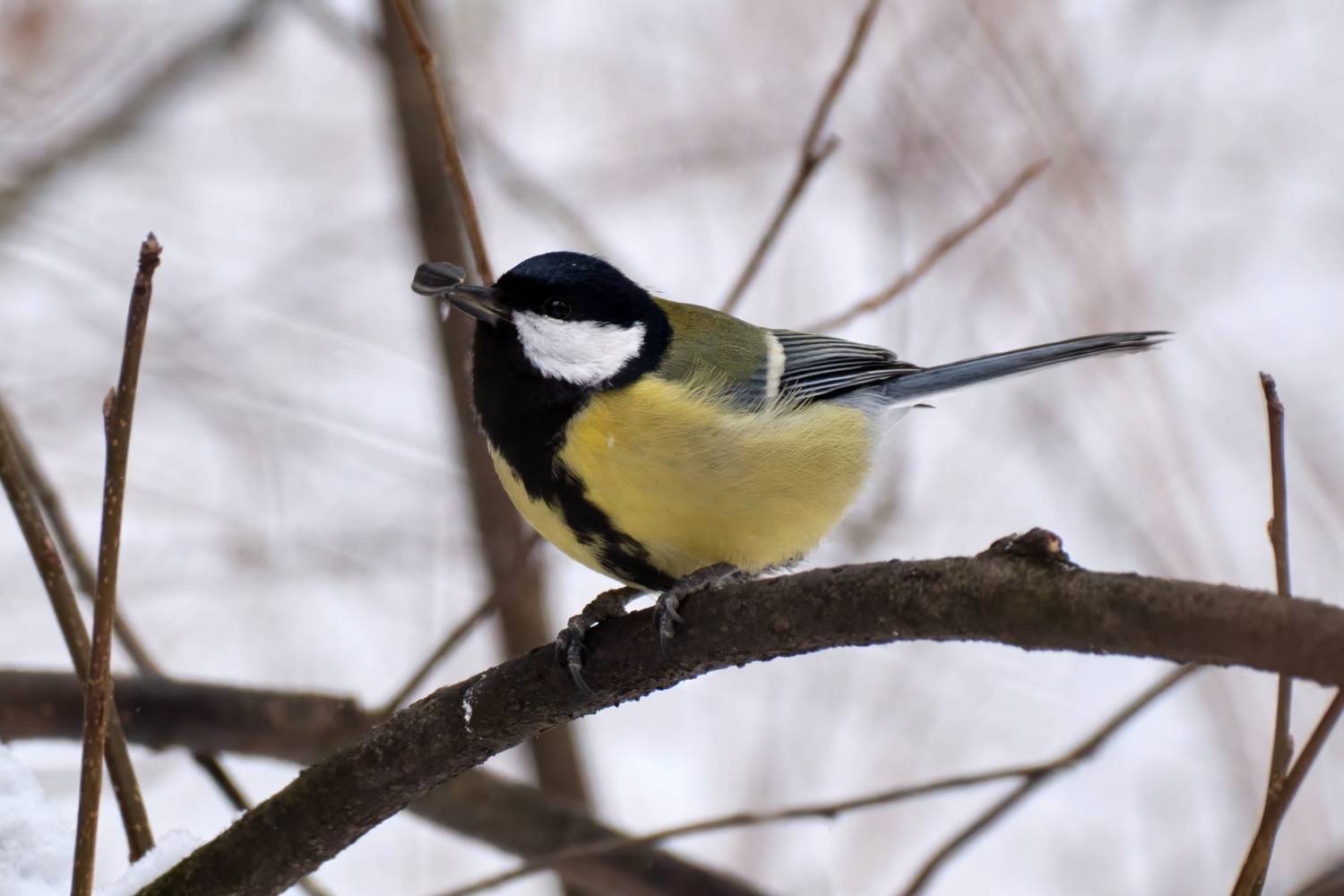 , Багурский Алексей