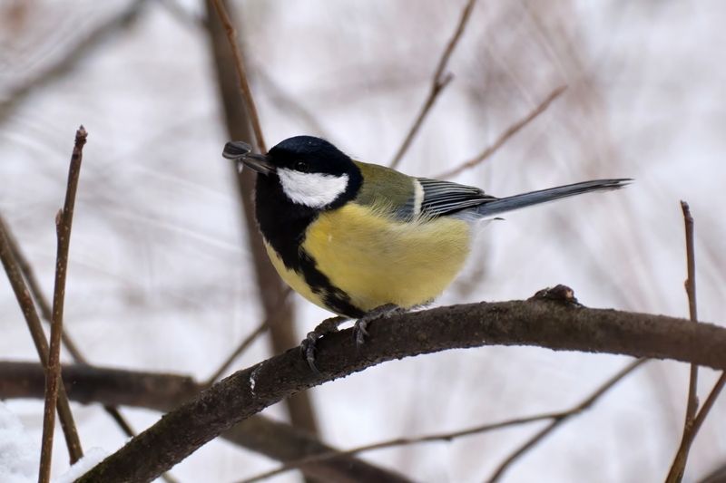 На кончике носа фото превью