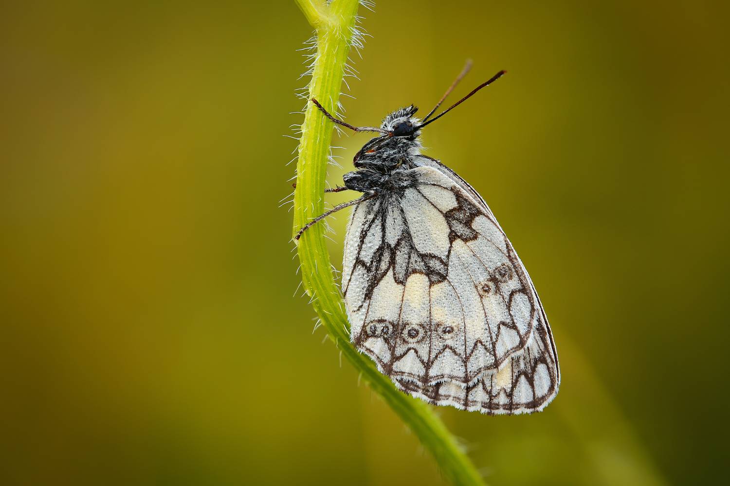 макро, природа, насекомое, растение, бабочка, трава, Шаповалов Андрей