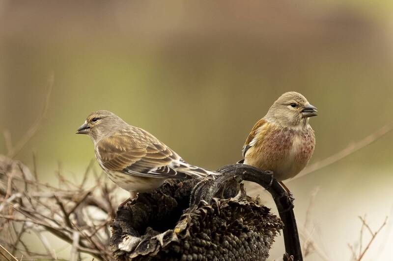 Коноплянки фото превью