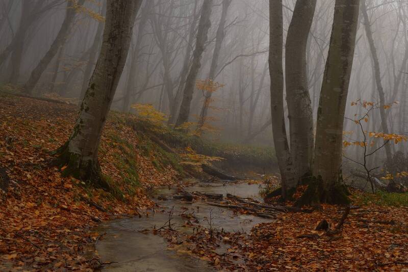 осень, утро, лес Осеннее утро в лесу фото превью