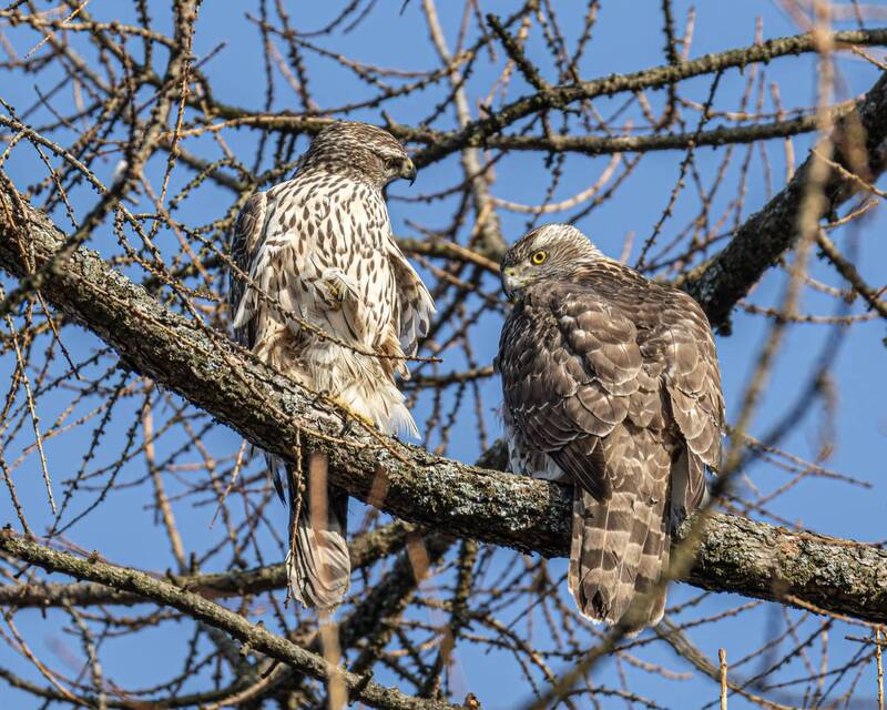 ястреб, тетеревятник, ястреб-тетеревятник, птицы Семейная пара тетеревятников фото превью