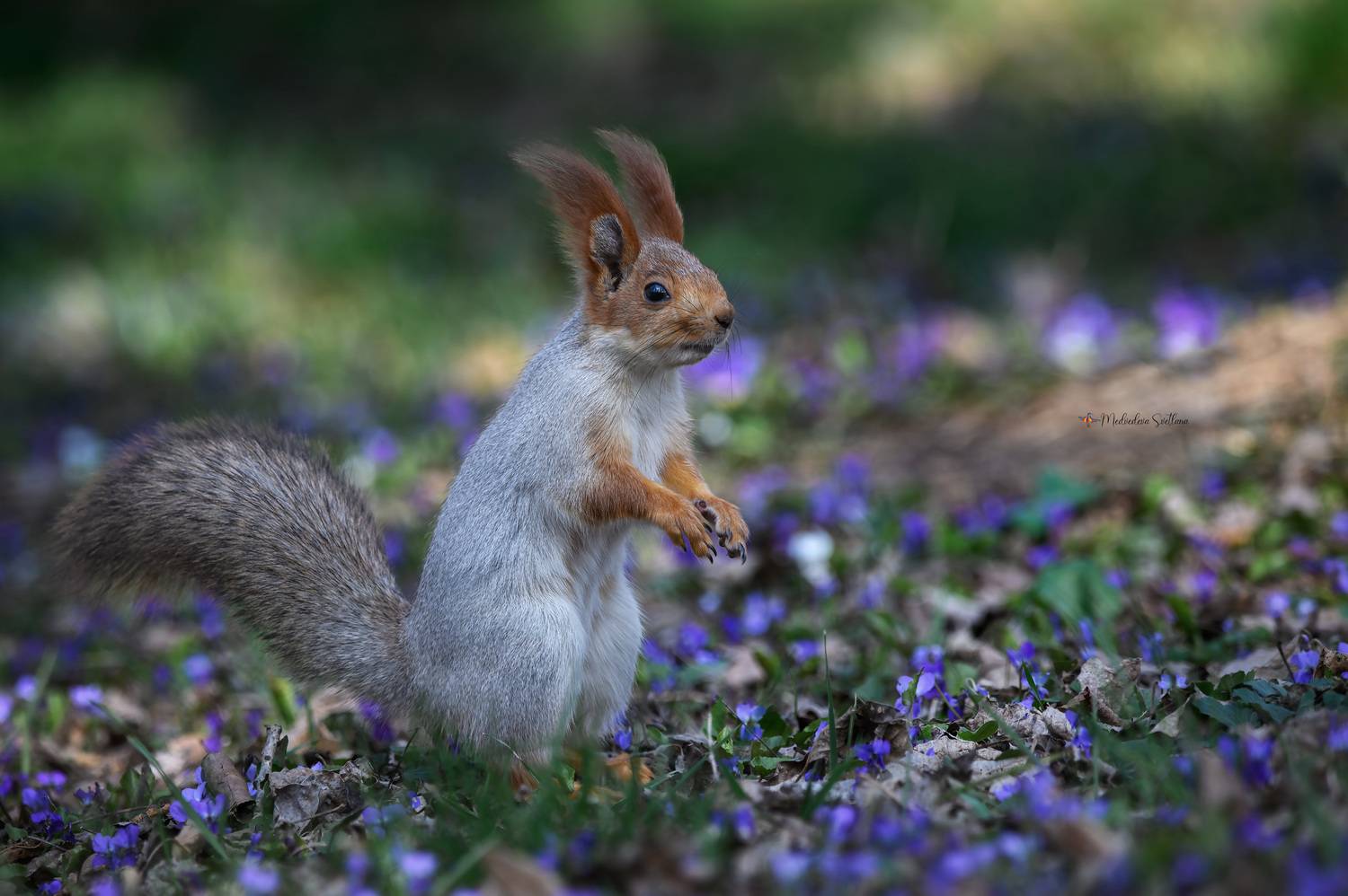 фотоохота, белка, весна, природа, дикая природа, Медведева Светлана