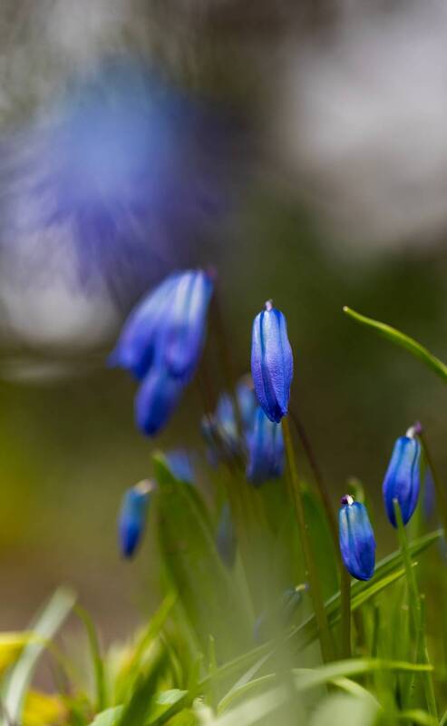 санкт петербург, ботанический сад, первоцветы, цветы, весна, макро Питерские первоцветы фото превью