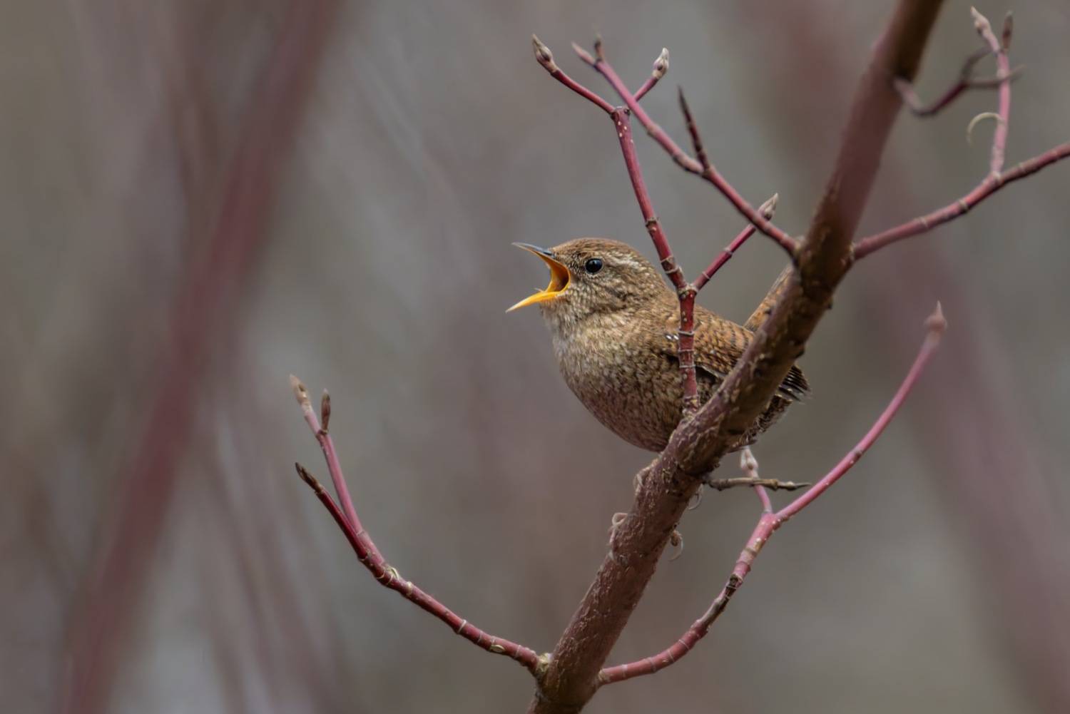 крапивник, птицы, Ruslan Pl