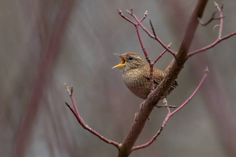 крапивник, птицы Крапивник фото превью