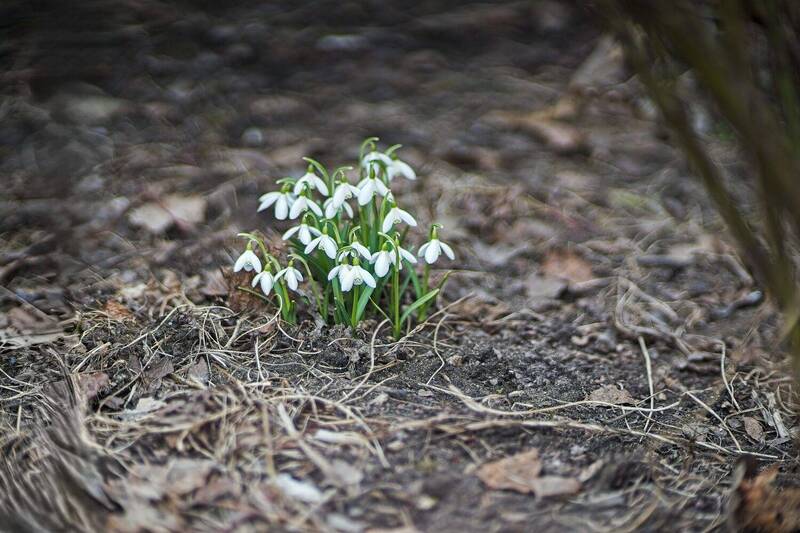 *** фото превью