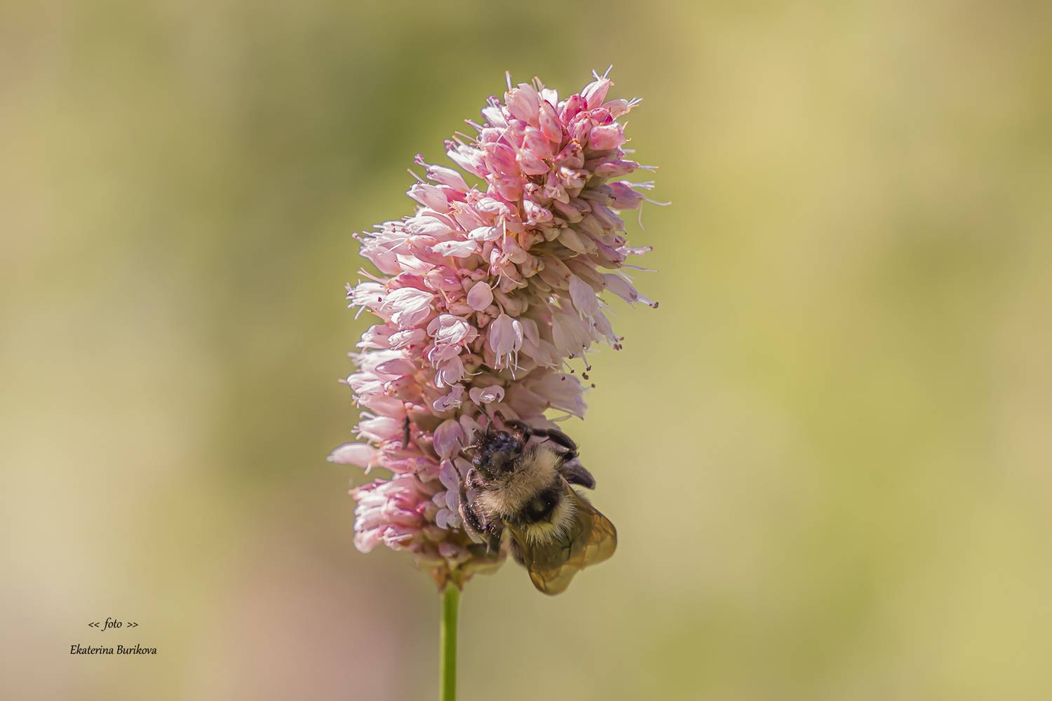 , Бурикова Екатерина