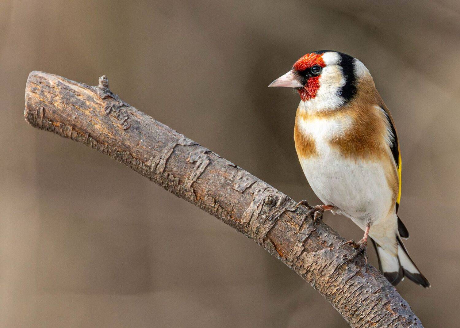 , Волынский Виктор