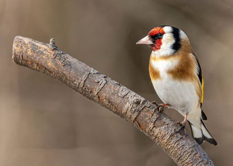 Щегол фото превью