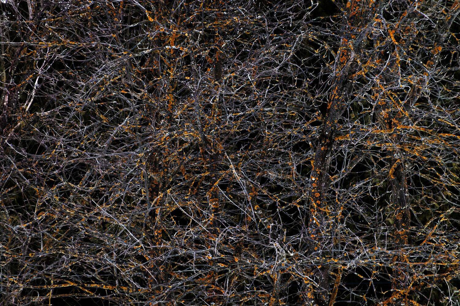 , Какоткин Роман