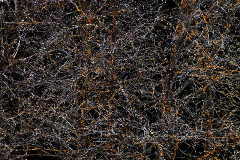 Ветви  фото превью