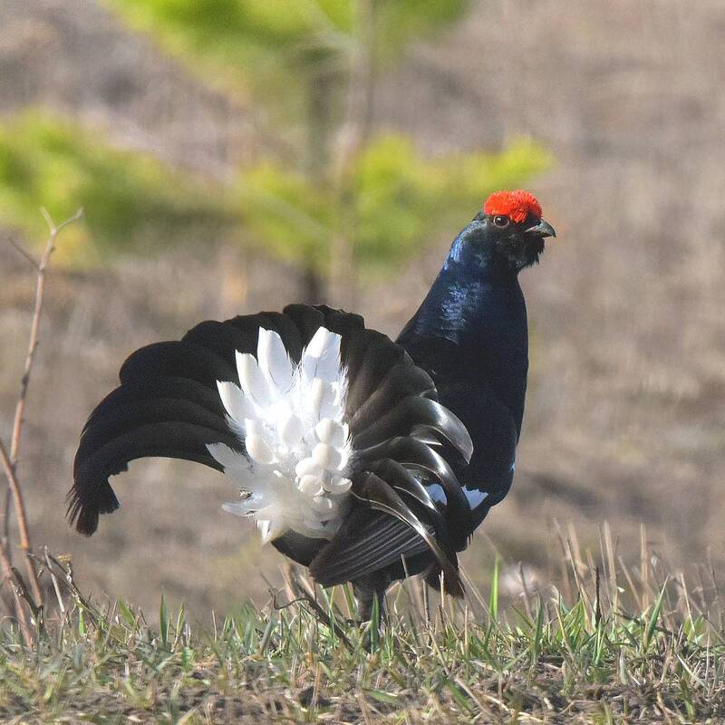 Ещё бурлит в жилах кровь! фото превью