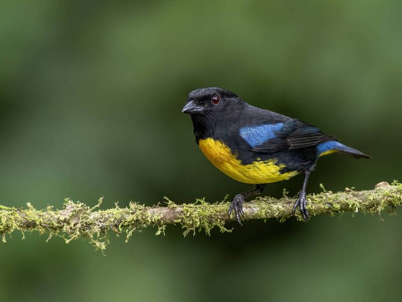 Black-and-gold Tanager фото превью