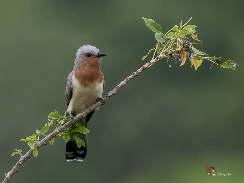 Dwarf Cuckoo фото превью