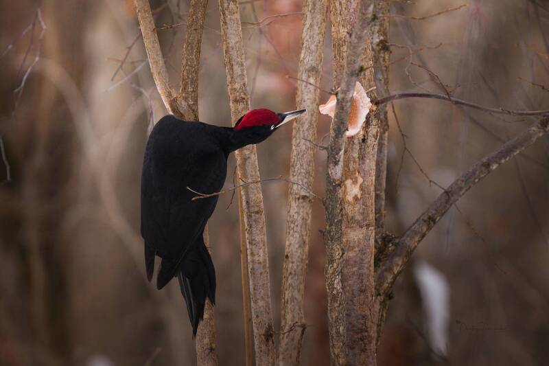 За лакомством фото превью