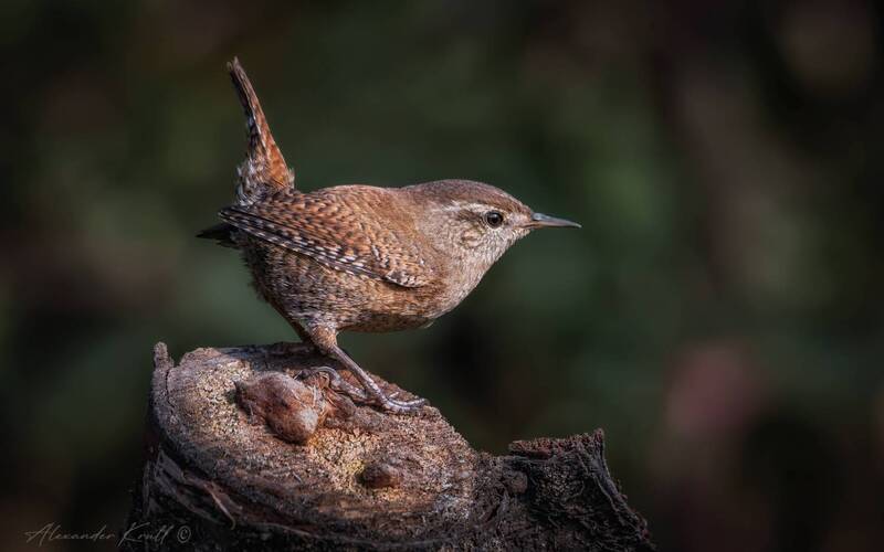 крапивник, подкоренник, орешек, задерихвост, troglodytes troglodytes Задерихвост фото превью