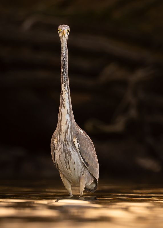 Heron фото превью