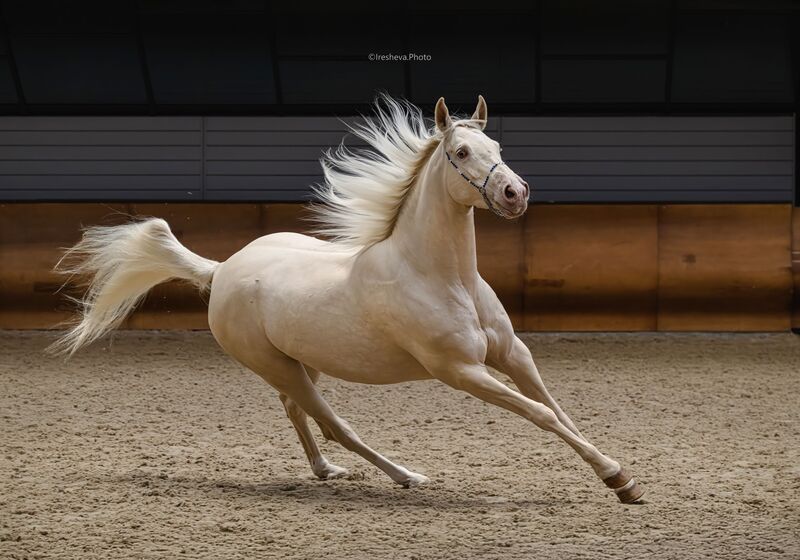 Ахалтекинская порода, Лошадь Гупта - Сэр фото превью