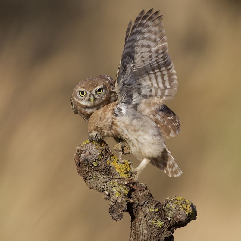 Little owls  фото превью