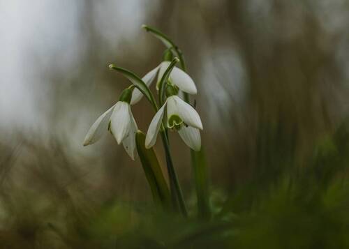 Galanthus nivalis