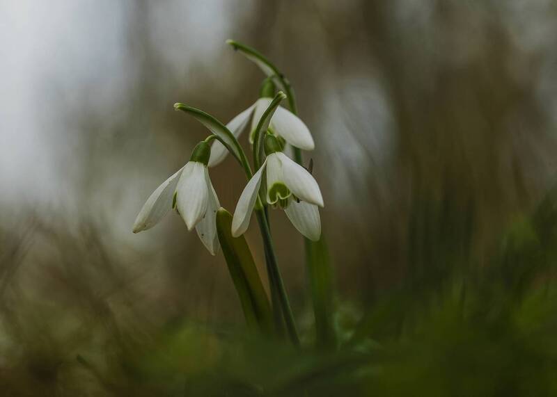 snowdrops, flowers, botany, winter, selective focus, bokeh, cñlose up Galanthus nivalis фото превью