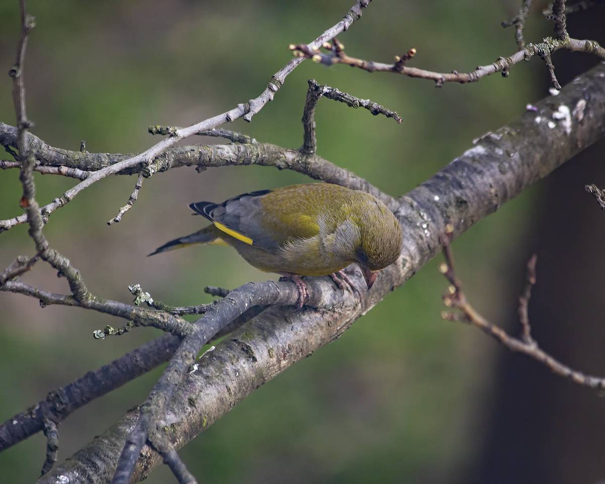 дикая природа, птицы, зеленушка обыкновенная, Приходько Ирина