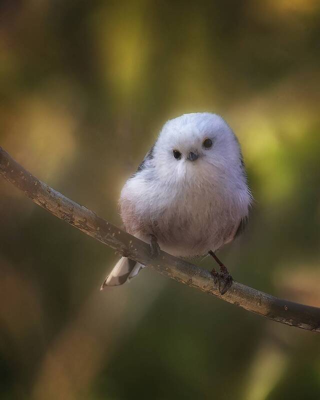 птички, фотоохота, ополовник *** фото превью