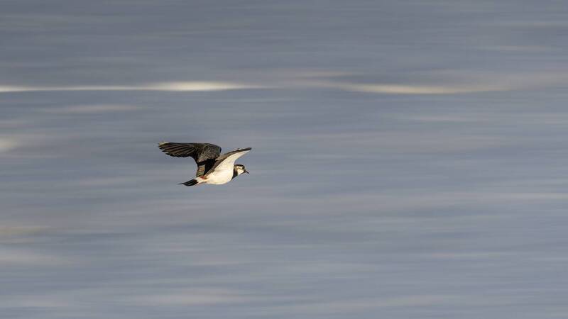 Чибис фото превью