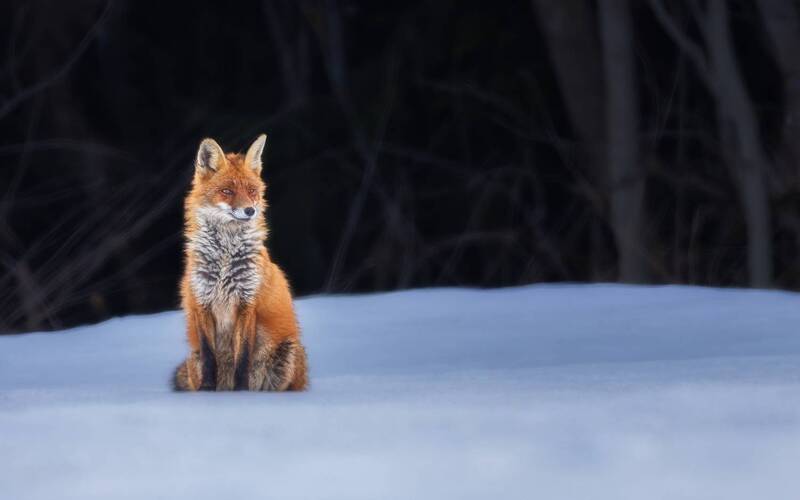 Лисица Сестрица, а может и братик? фото превью