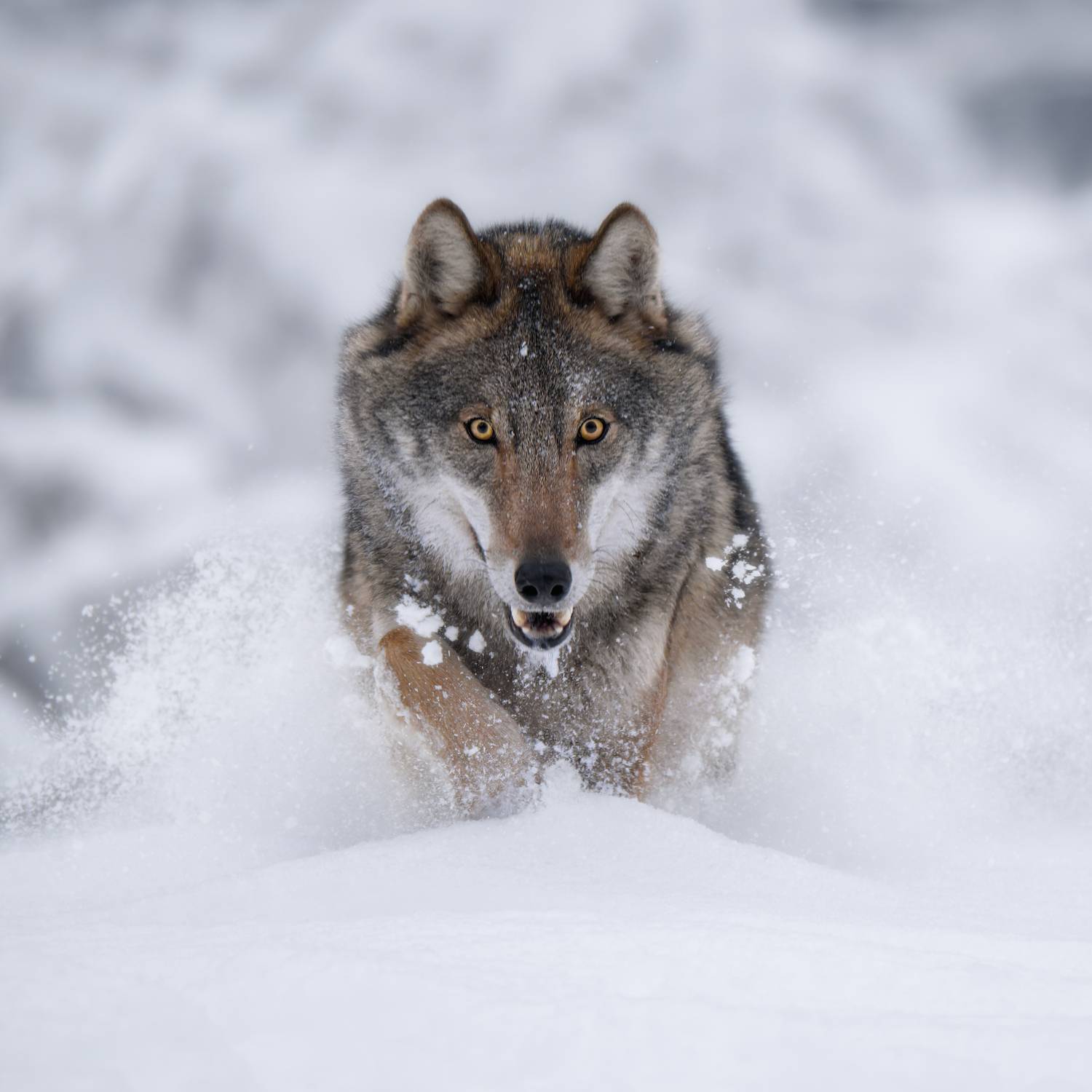 wolf, winter, snow, running, predator, wildlife, animal, nature, wild, eyes, hunting, forest, cold, wilderness, mammal, fur, action, movement, животные, волк, зима, красный бор, Андрей