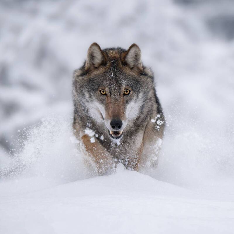 wolf, winter, snow, running, predator, wildlife, animal, nature, wild, eyes, hunting, forest, cold, wilderness, mammal, fur, action, movement, животные, волк, зима, красный бор Волчий вихрь фото превью