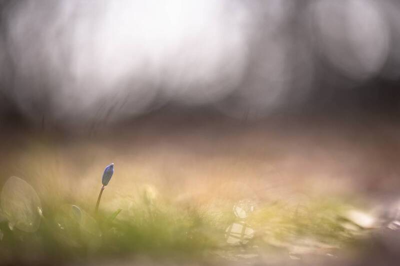 пролеска, весна, утро, воронеж, лес, март, геннадий мещеряков, первоцвет, nikon 850, carl zeiss makro-planar t* 100mm f/2 zf. Раннее утро... фото превью