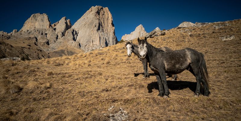 Россия, Ингушетия, Джейрахское ущелье, Цей-Лоамский перевал, лошади Смотри в оба! фото превью